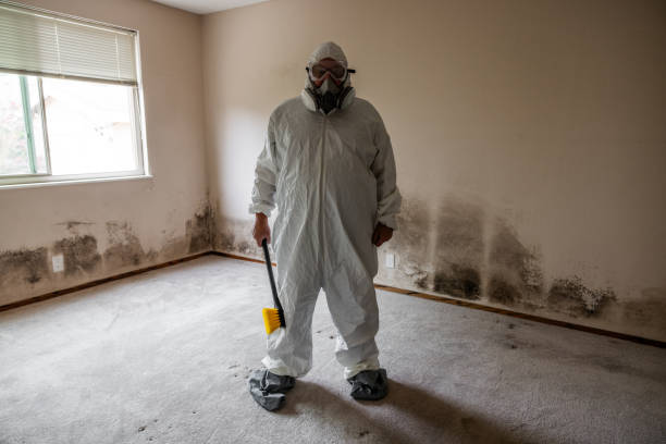 Trusted Crested Butte, CO Mold Remediation Experts